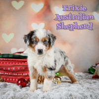 Australian Shepherd