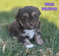 Trixie Female Pekapoo $1325