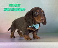 Trooper Male AKC Mini Dachshund $1525