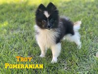 Troy Male ACA Pomeranian $700