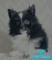 Troy Male ACA Pomeranian $655