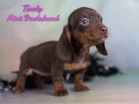 Mini Dachshund