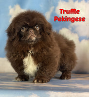 Truffle Male AKC Pekingese $2625