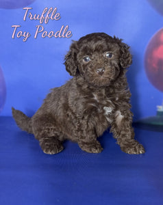 Toy Poodle