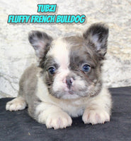 Tubzi Male AKC Fluffy French Bulldog $2200