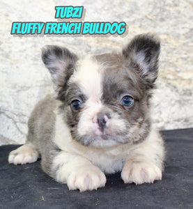Fluffy French Bulldog