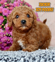 Tucker Male AKC Toy Poodle $875