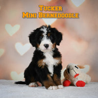 Tucker Male Mini Bernedoodle $750