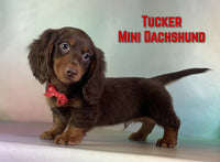 Tucker Male AKC Mini Dachshund $1525