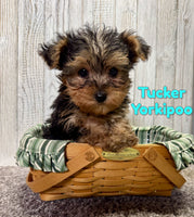Tucker Male Yorkipoo $995