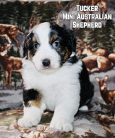 Tucker Male AKC Mini Australian Shepherd $575