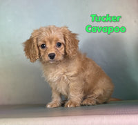 Tucker Male Cavapoo $1100
