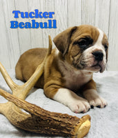 Tucker Male Beabull $1000