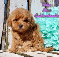 Tulip Female F1BB Mini Goldendoodle $995