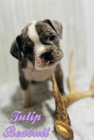 Tulip Female Beabull $1100