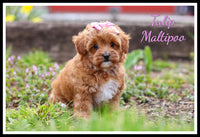 Tulip Female Maltipoo $1800