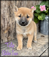 Shiba Inu