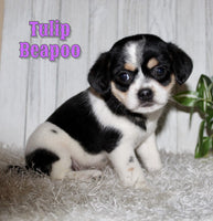 Tulip Female Beapoo $850