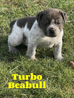 Turbo Male Beabull $995