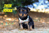 Tyler Male Yorkshire Terrier $800