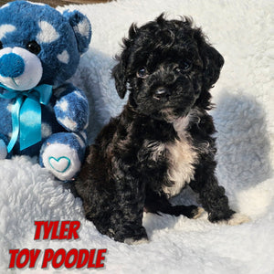 Toy Poodle