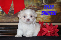 Tyler Male Shihtzu $695