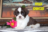 Tyler Male Shihtzu $795