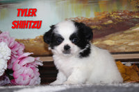 Tyler Male Shihtzu $800