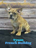 Tyson Male AKC French Bulldog $1100