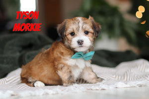Morkie