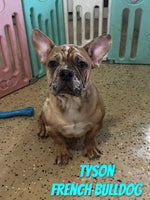 Tyson Male AKC French Bulldog $1000