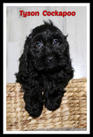 Tyson Male Cockapoo $895