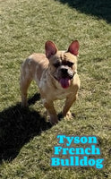 Tyson Male AKC French Bulldog $850