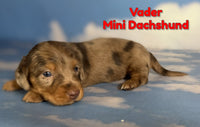 Vader Male ACA Mini Dachshund $2625