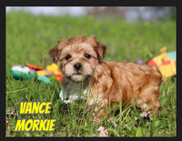 Vance Male Morkie $1200