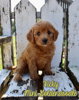 Vicky Female F1B Mini Goldendoodle $999