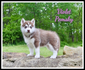 Pomsky