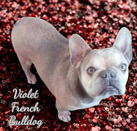 Violet Female AKC French Bulldog $450