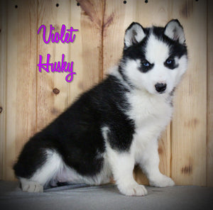Siberian Husky