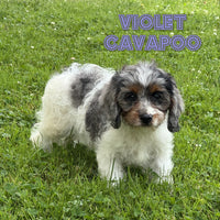 Violet Female Cavapoo $975