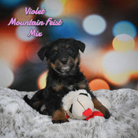 Violet Female Mountain Feist Mix $475