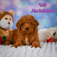 Violet Female Mini Goldendoodle $950