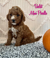 Violet Female AKC Mini Poodle $875