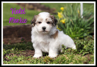Violet Female Morkie $1600