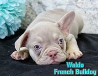 Waldo Male AKC French Bulldog $1200
