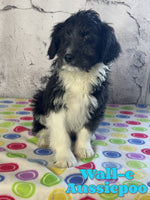 Wall-e Male Mini Aussiepoo $545