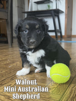 Walnut Female AKC Mini Australian Shepherd $750