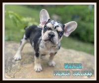 Walter Male AKC French Bulldog $1800