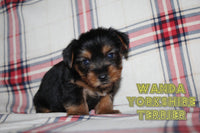 Wanda Female Yorkshire Terrier $1050