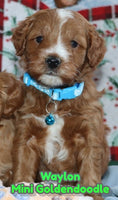 Waylon Male F1B Mini Goldendoodle $2495